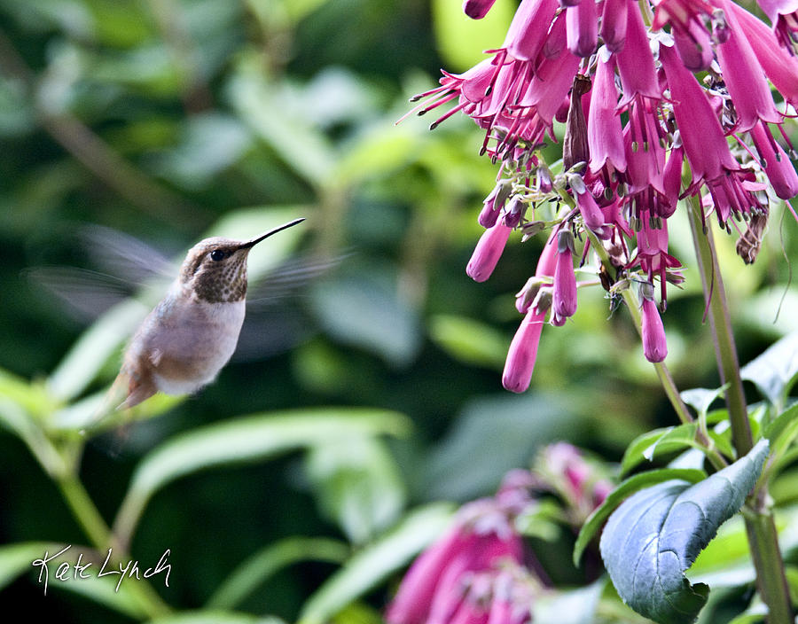 Hummingbird Dance Photograph by Kate Lynch