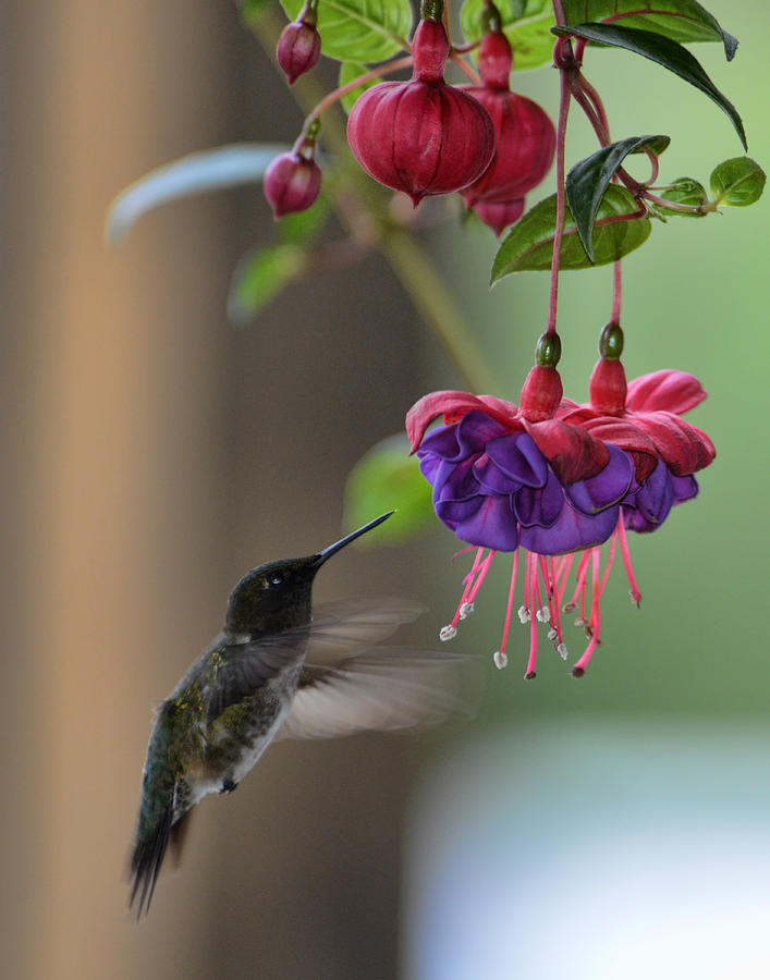Hummingbird Photograph by David Armstrong