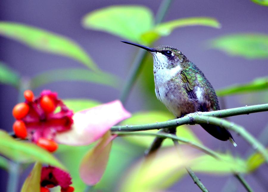 Hummingbird Photograph by Deena Stoddard