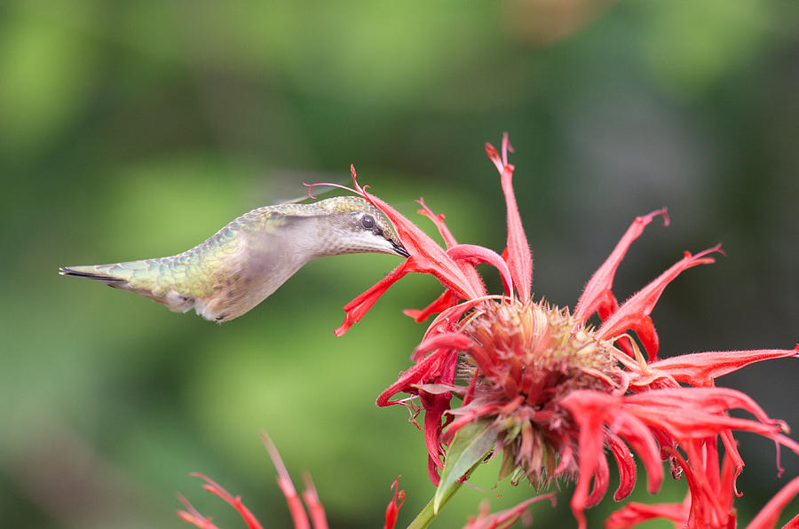 Hummingbird Defying Gravity Photograph by Kristin Hatt