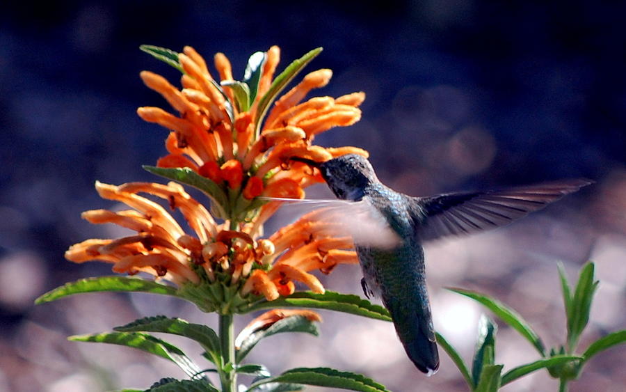 Hummingbird Delight Photograph by AJ  Schibig