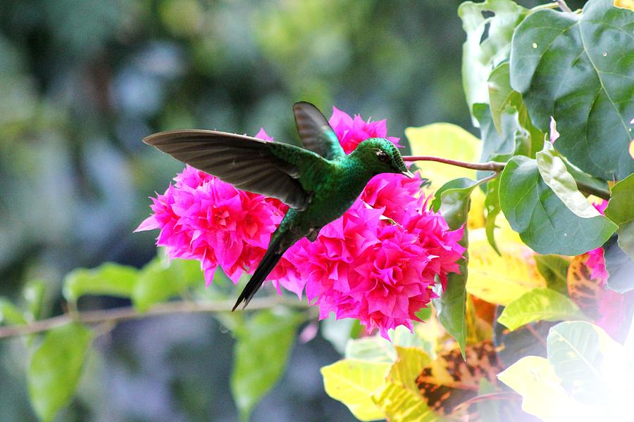 Hummingbird Delight Photograph by Charlene Reinauer