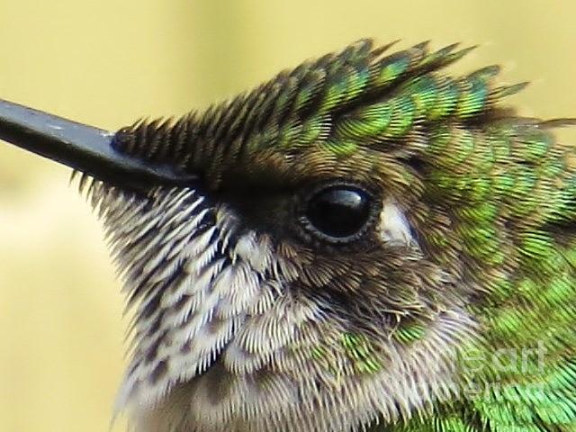 Hummingbird Details 1 Photograph by Judy Via-Wolff