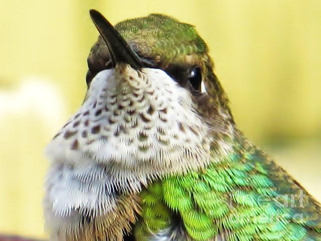 Hummingbird Details 2 Photograph by Judy Via-Wolff