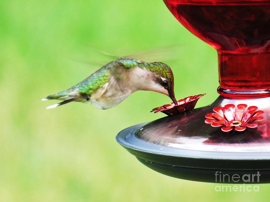 Hummingbird Details 3 Photograph by Judy Via-Wolff