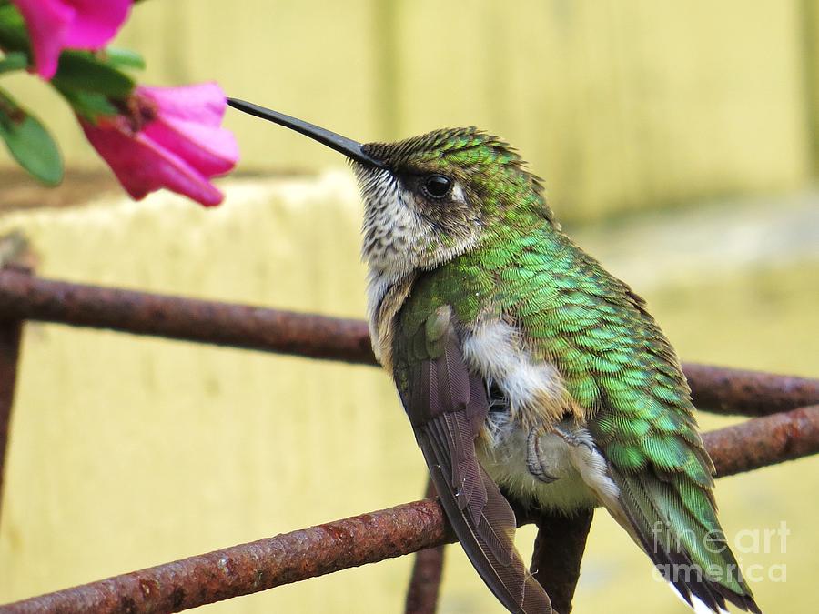 Hummingbird Details 4 Photograph by Judy Via-Wolff