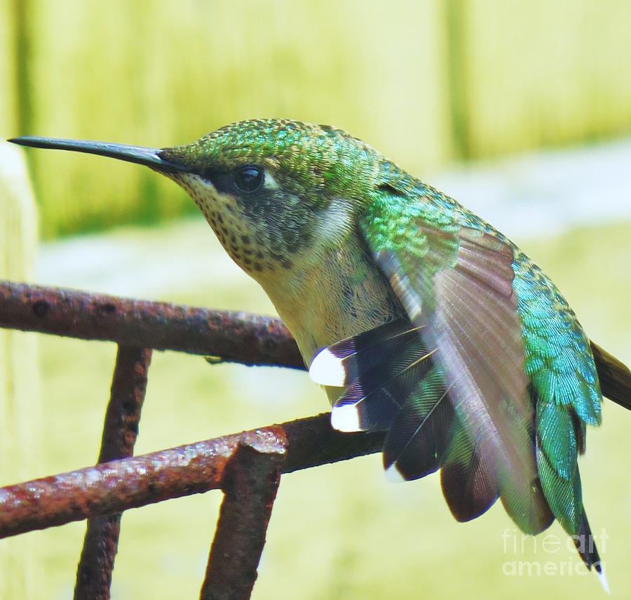 Hummingbird Details 6 Photograph by Judy Via-Wolff