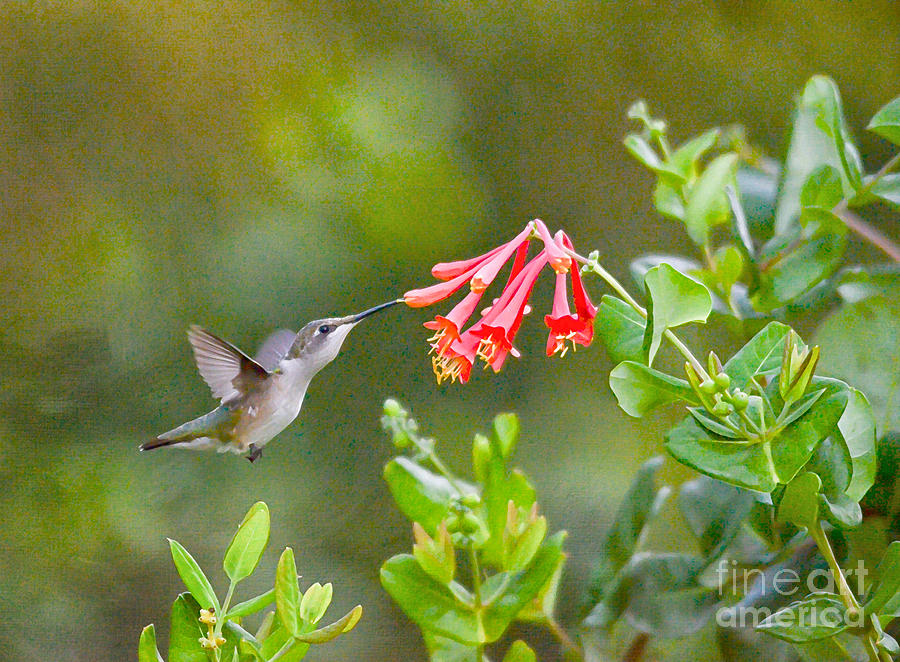 Hummingbird Dives In  Photograph by Kerri Farley