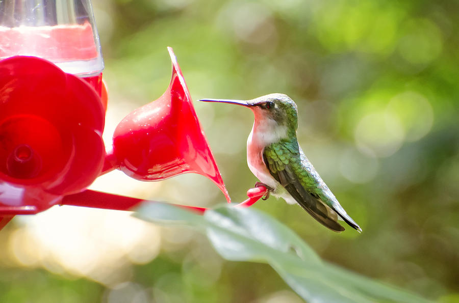 Hummingbird Photograph by Donna Doherty