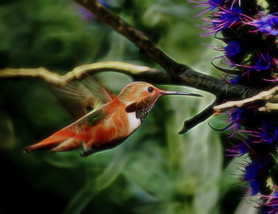 Hummingbird Dreams Digital Art Digital Art by Ernest Echols