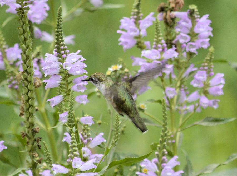 Hummingbird Photograph by Bonfire Photography