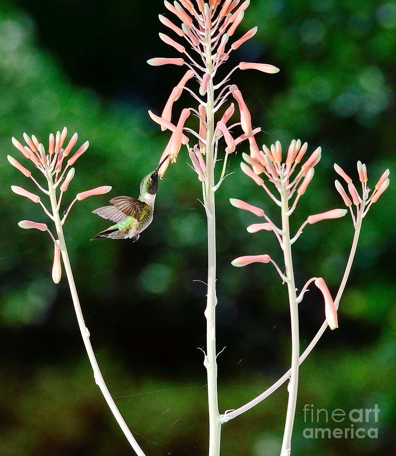 Hummingbird Photograph - Hummingbird Emerald Green - Hummer Floats in Floral Glory by Wayne Nielsen
