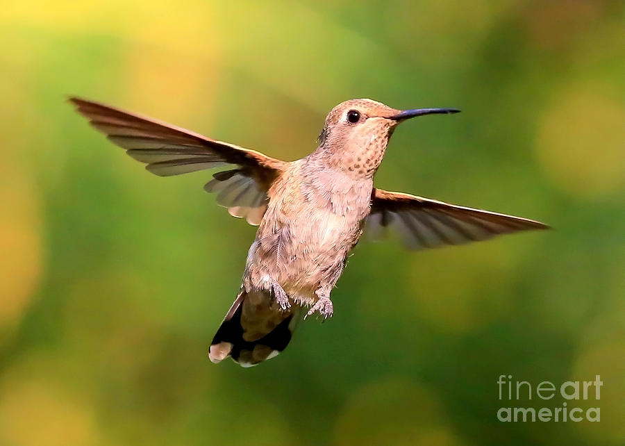 Hummingbird Photograph - Hummingbird Encounter by Carol Groenen