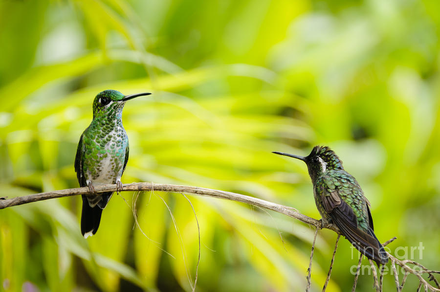 Hummingbird Photograph - Hummingbird Encounter by Oscar Gutierrez