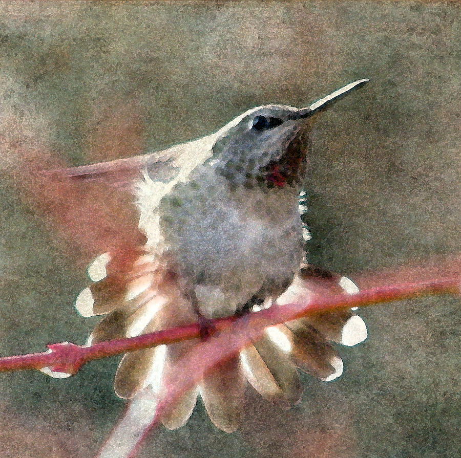 Hummingbird Photograph - Hummingbird Fan by Angie Vogel