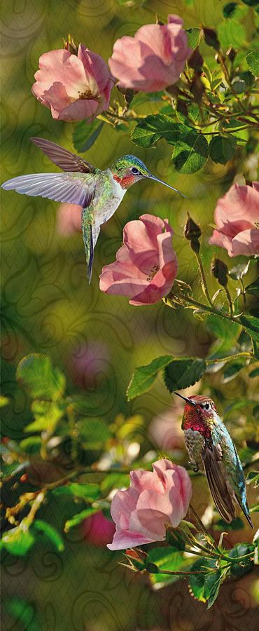 Hummingbird Fantasy Photograph by Leda Robertson