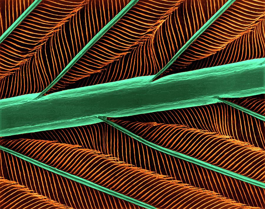 Hummingbird Feather Shaft Photograph by Dennis Kunkel Microscopy/science Photo Library