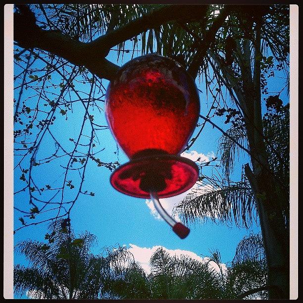 Tree Photograph - Hummingbird Feeder #sky #trees #birds by Rebecca De La Cruz