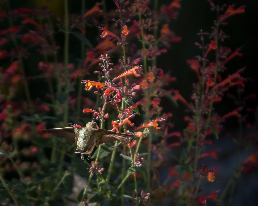 Hummingbird Feeding 5 Photograph by Ernest Echols