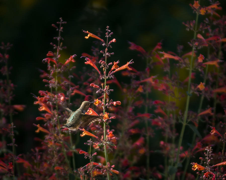 Hummingbird Feeding 6 Photograph by Ernest Echols