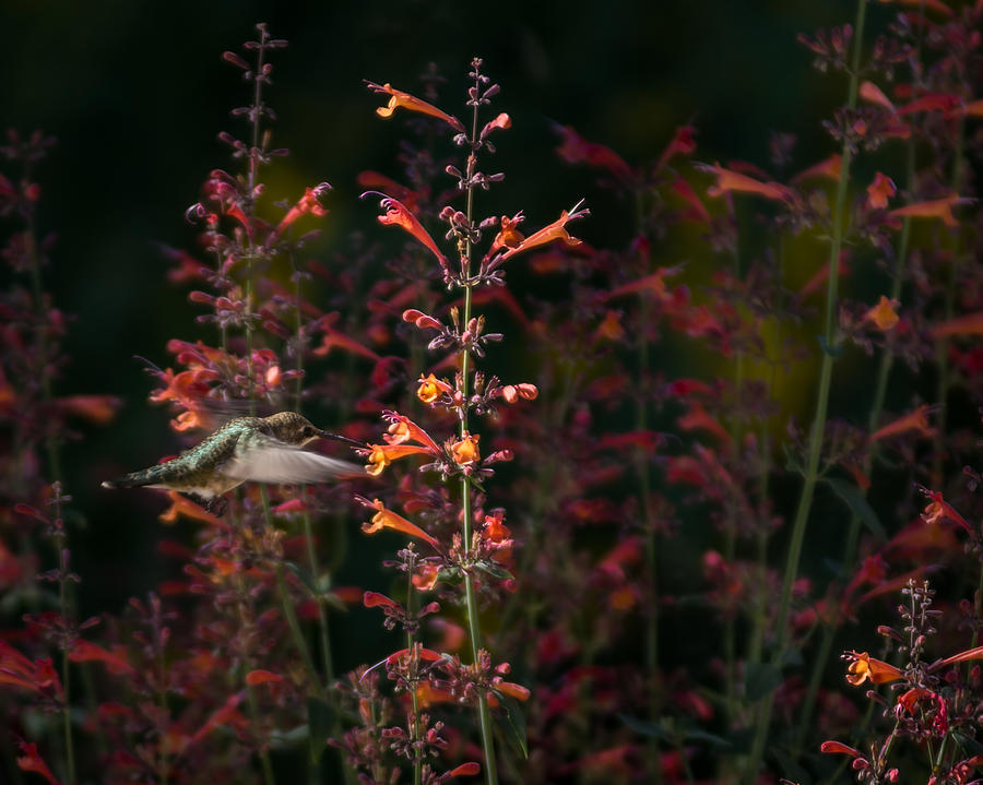 Hummingbird Feeding 7 Photograph by Ernest Echols