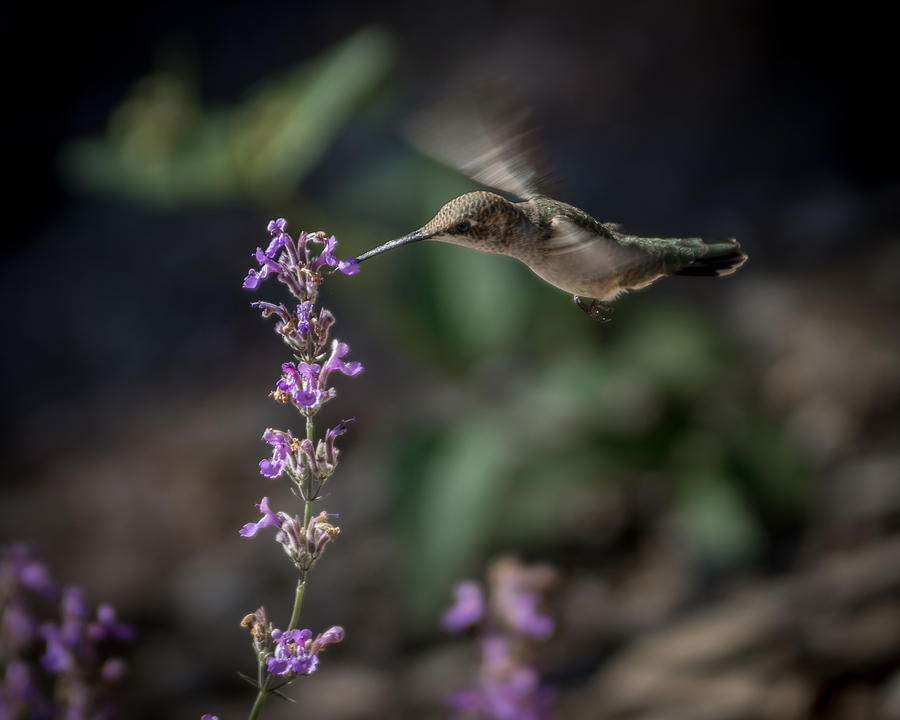 Hummingbird Feeding 8 Photograph by Ernest Echols