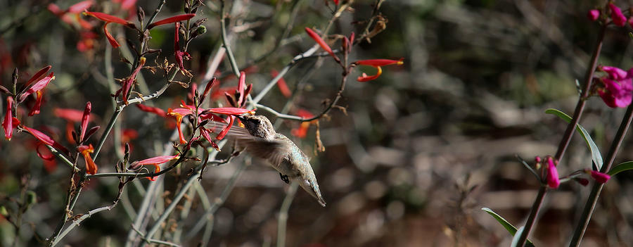 Hummingbird Feeding Photograph by Aaron Burrows
