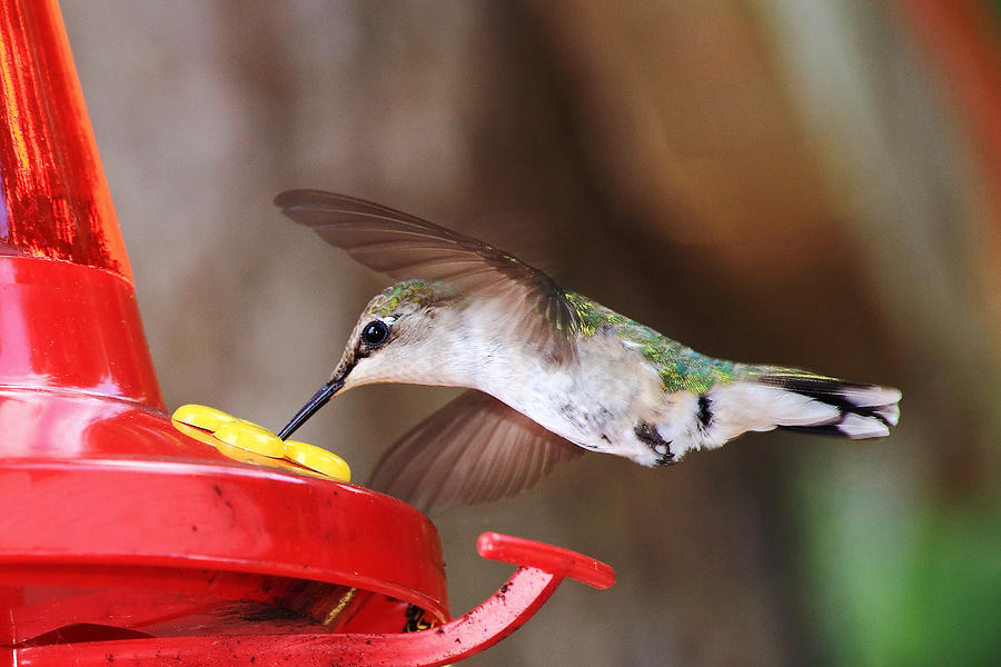 Hummingbird Feeding Photograph by Barbara West