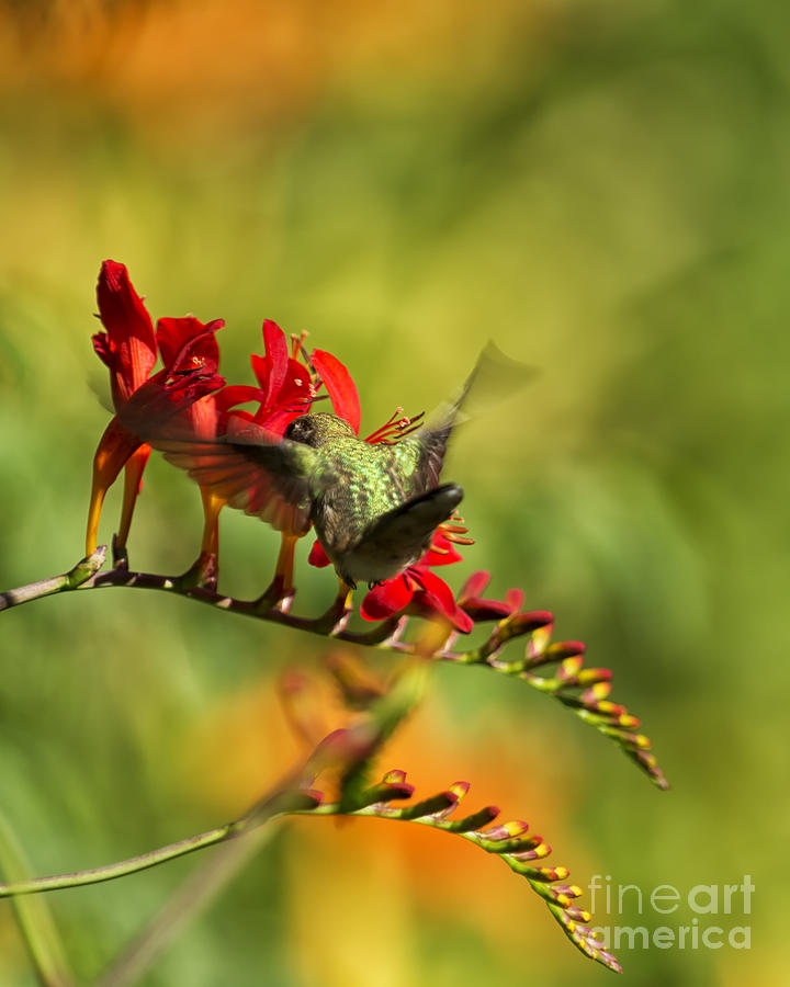 Hummingbird Feeding Photograph by Belinda Greb