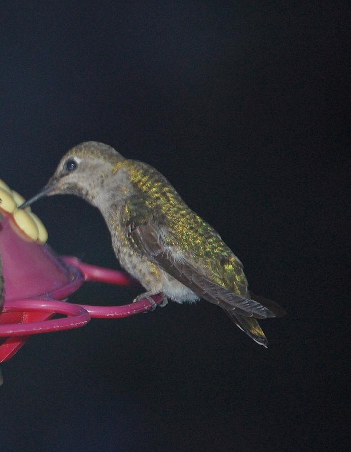 Hummingbird Feeding I Photograph by Linda Brody