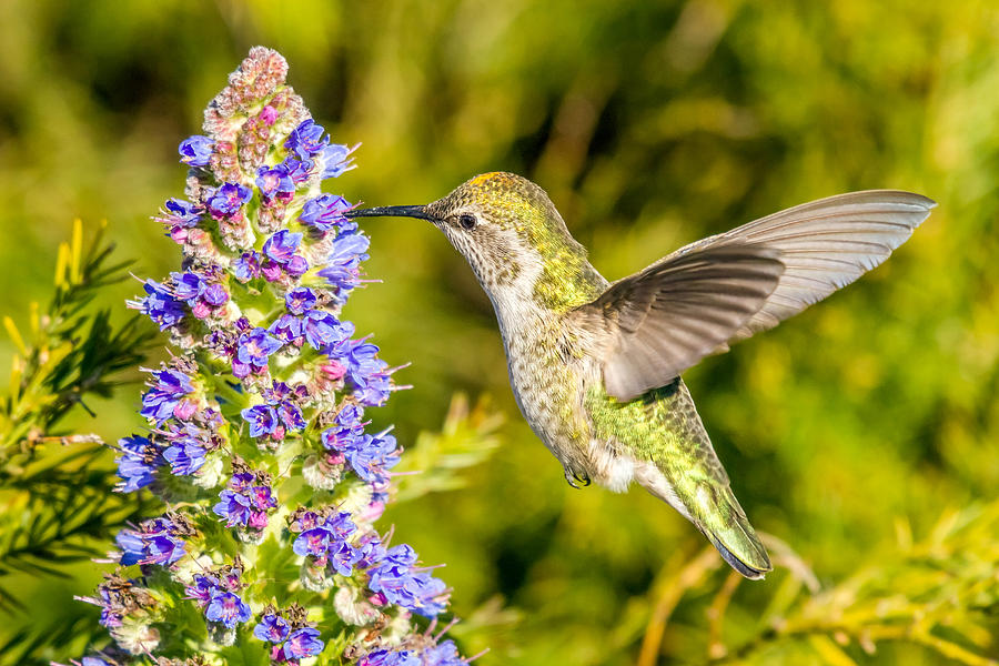 Hummingbird Feeding on beautiful flowers Photograph by Pierre Leclerc Photography