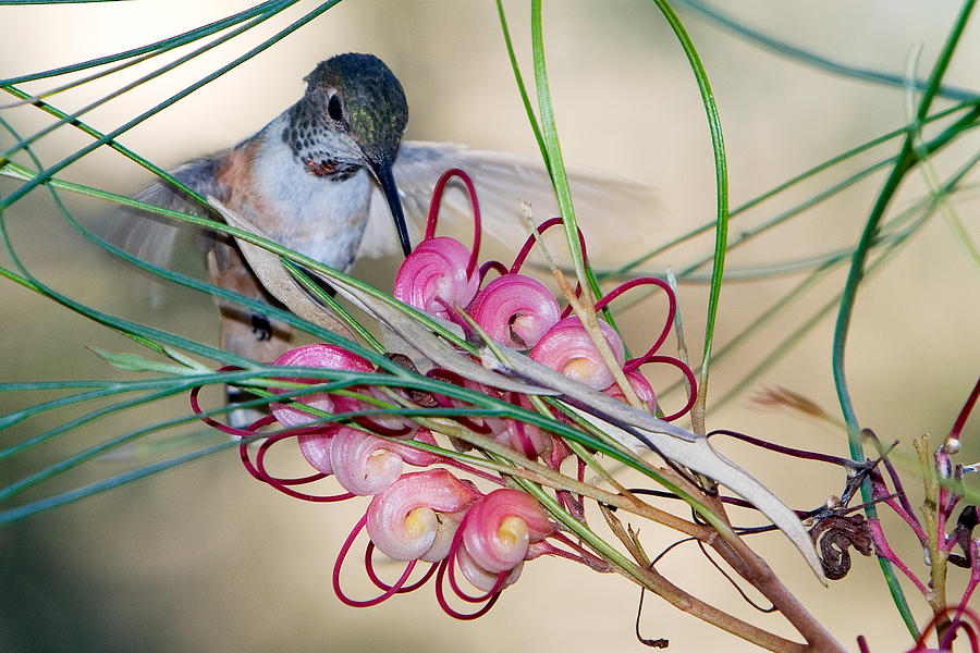 Bird Photograph - Hummingbird Feeding by RM Vera