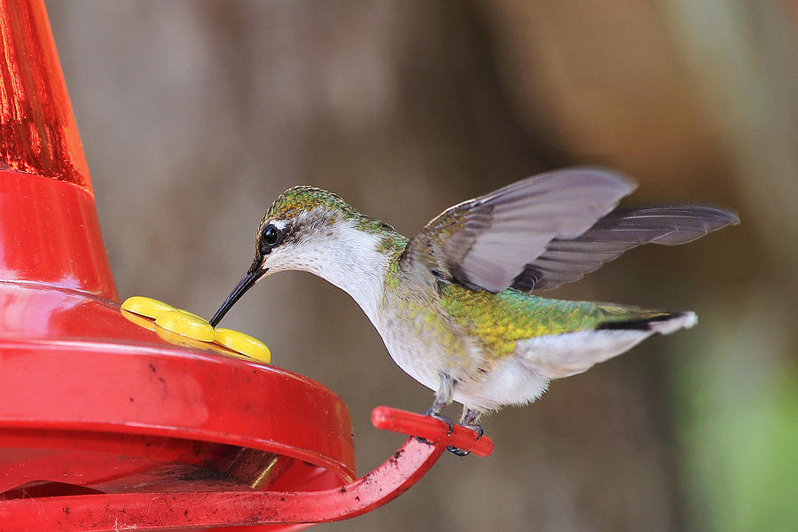 Hummingbird Feeding Time Photograph by Barbara West
