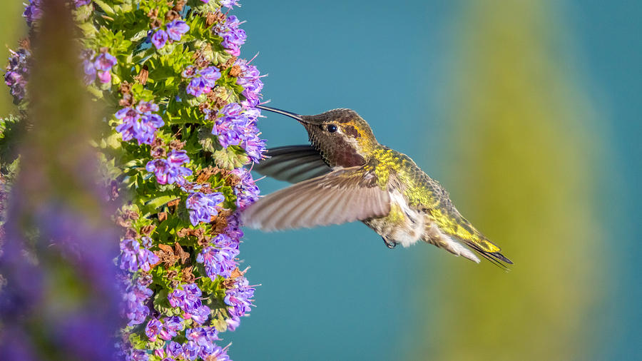 Hummingbird feeding while flying  Photograph by Pierre Leclerc Photography