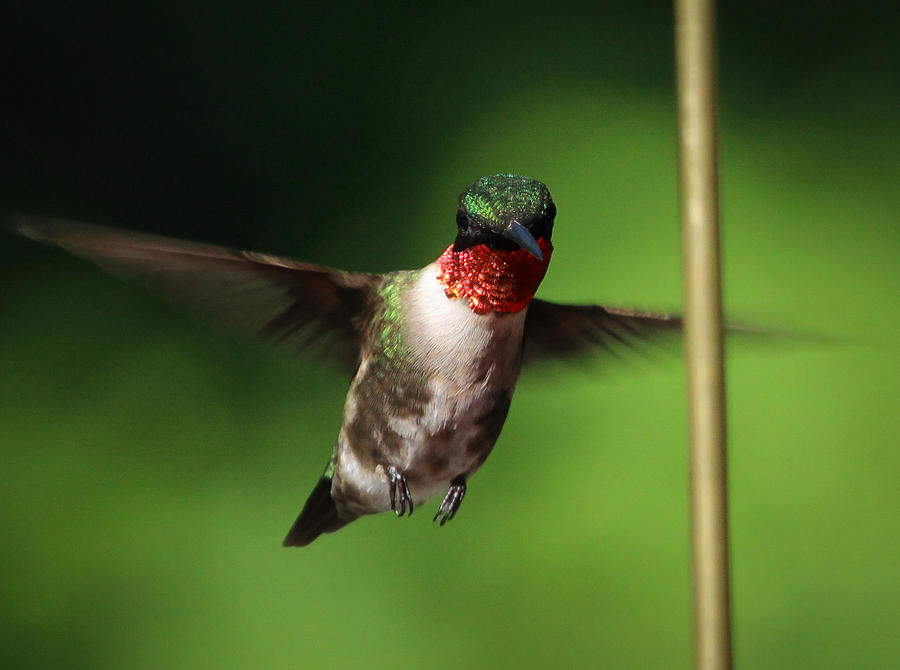 Hummingbird Photograph - Hummingbird Feet in Flight by Christy Cox