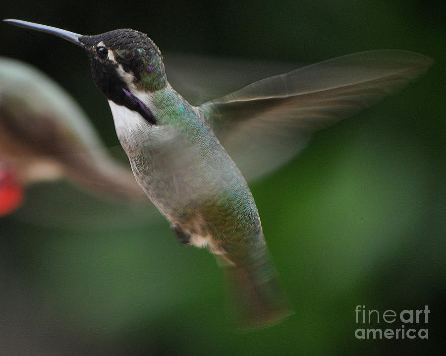 Hummingbird Male Anna In Flight Over Perch Photograph by Jay Milo