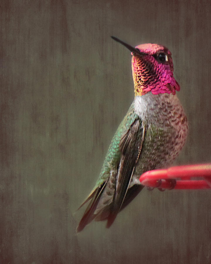 Hummingbird Flare Photograph