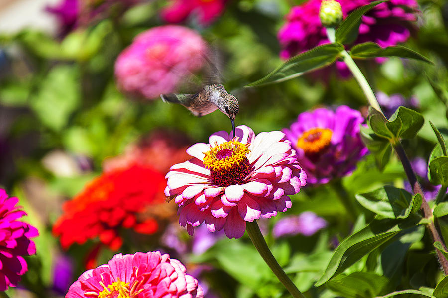 Hummingbird Flight Photograph by Garry Gay