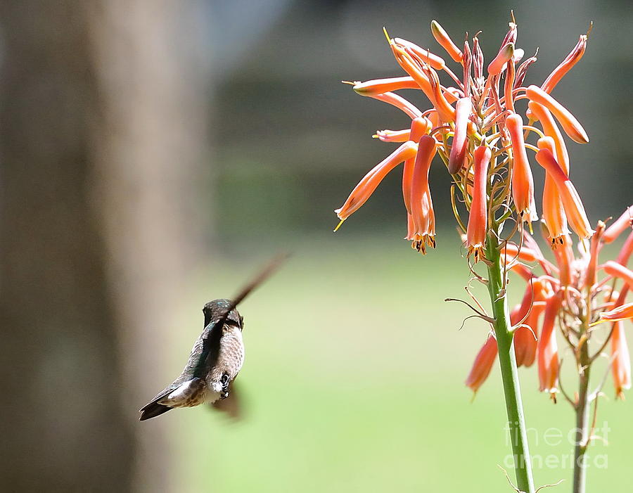 Hummingbird Flight Orange - Change in Path of Flight Photograph by Wayne Nielsen
