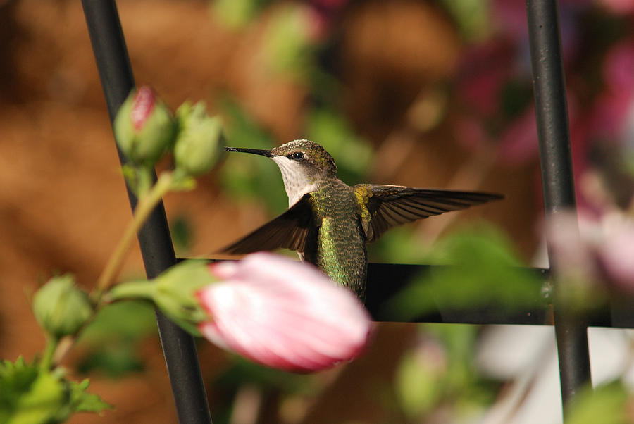 Hummingbird Fluttering Her Wings Photograph by Janice Adomeit