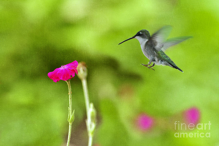Hummingbird flying in Photograph by Dan Friend