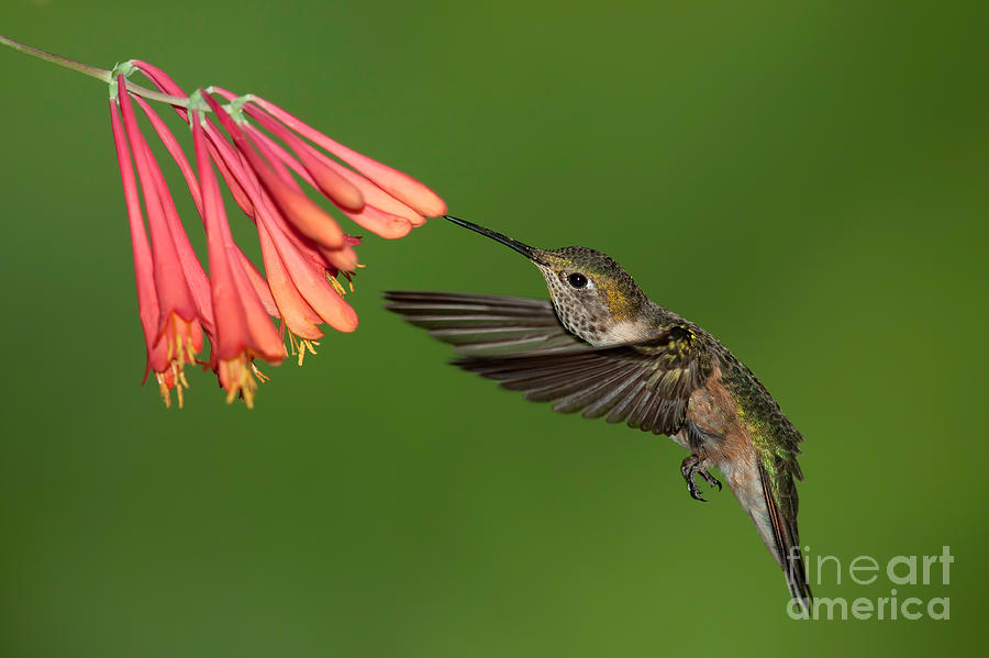 Hummingbird flying to honeysuckle Photograph by Steven Grogger Pixels
