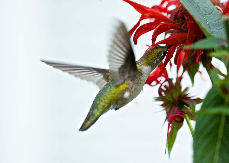 Hummingbird Focused on the Scarlet Bee Balm Photograph by Kristin Hatt