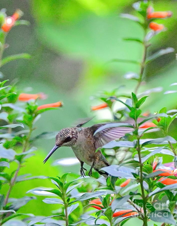 Hummingbird Forward Feet Flies Photograph by Wayne Nielsen