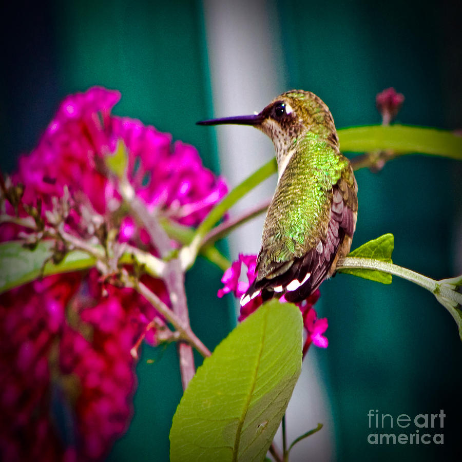 Hummingbird Garden Photograph by Gary Keesler
