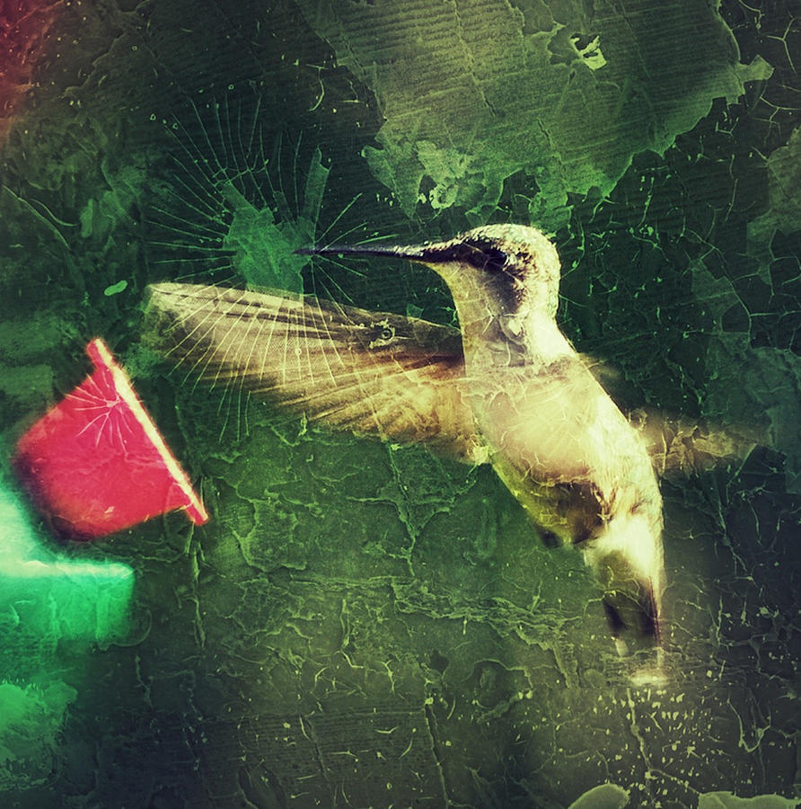 Hummingbird Photograph by Gary OBoyle