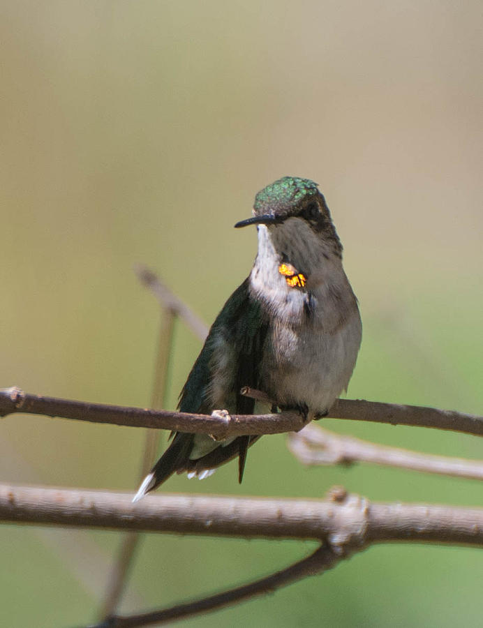 Hummingbird Gold Photograph by Amy Porter Hummingbird Gold Photograph by Amy Porter