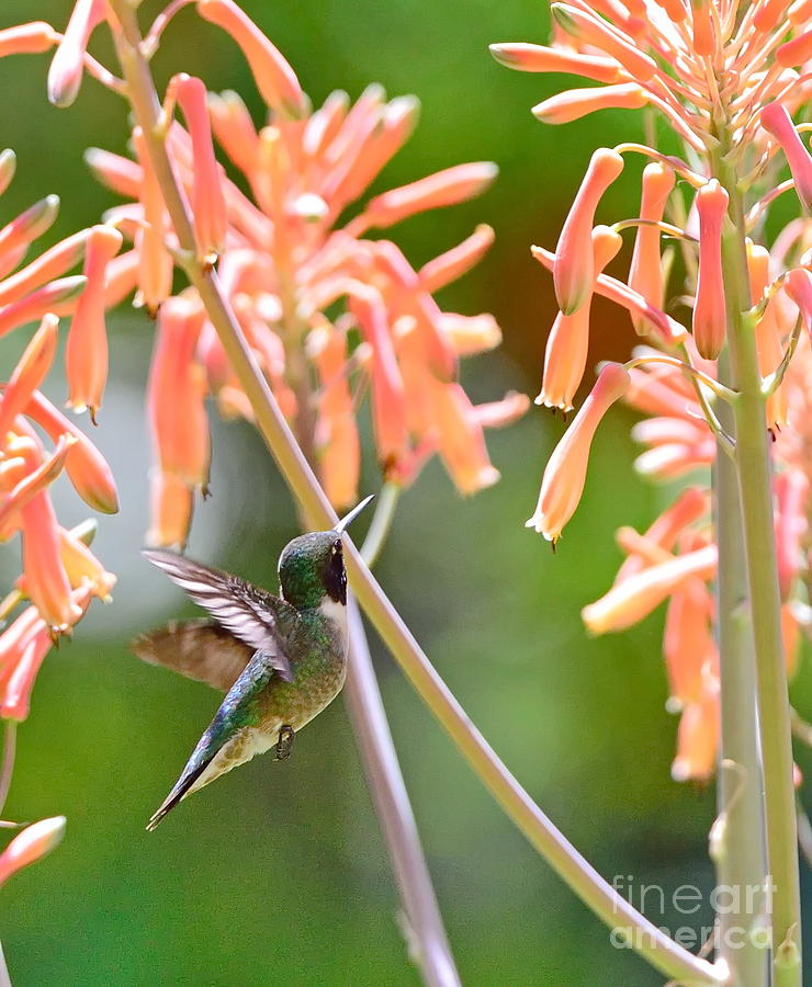 Up Movie Photograph - Hummingbird Green Floats at Aloe Orange by Wayne Nielsen