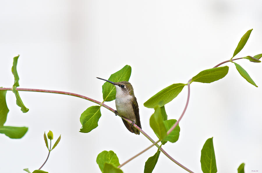 Hummingbird Hanging Out on the Honeysuckle Photograph by Kristin Hatt