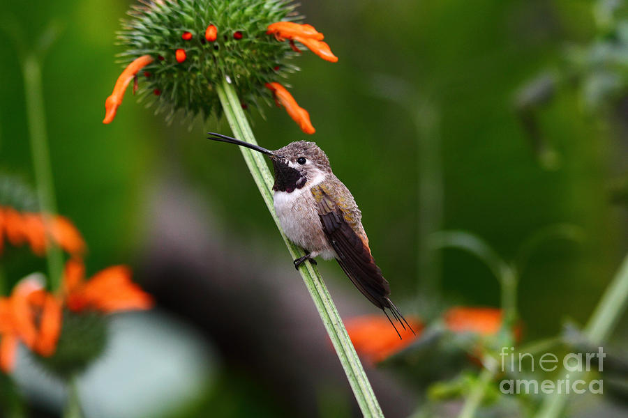 Hummingbird Happiness Photograph by James Brunker
